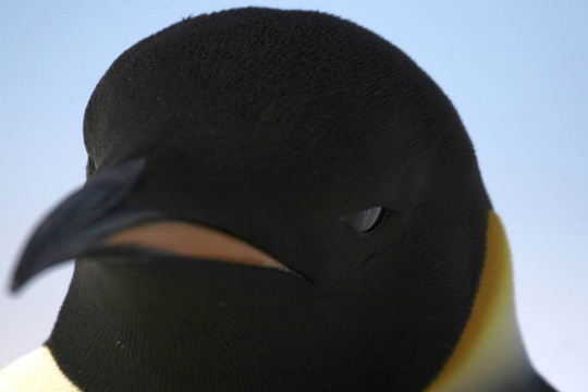 皇帝企鵝（Aptenodytes forsteri）