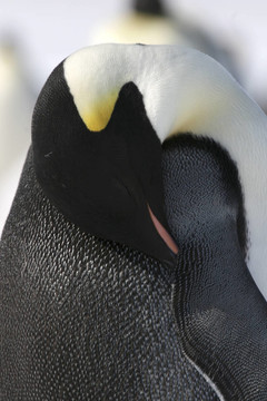 皇帝企鵝（Aptenodytes forsteri）