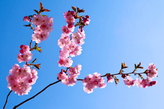 日本的櫻花樹