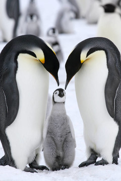 皇帝企鵝（Aptenodytes forsteri）