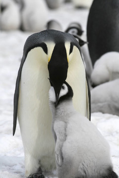 皇帝企鵝（Aptenodytes forsteri）