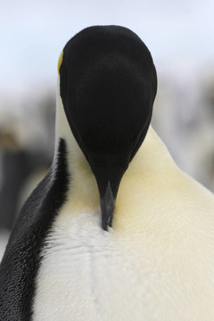 皇帝企鵝（Aptenodytes forsteri）