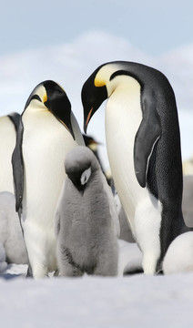 皇帝企鵝（Aptenodytes forsteri）