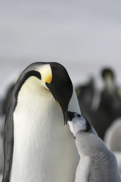 皇帝企鵝（Aptenodytes forsteri）