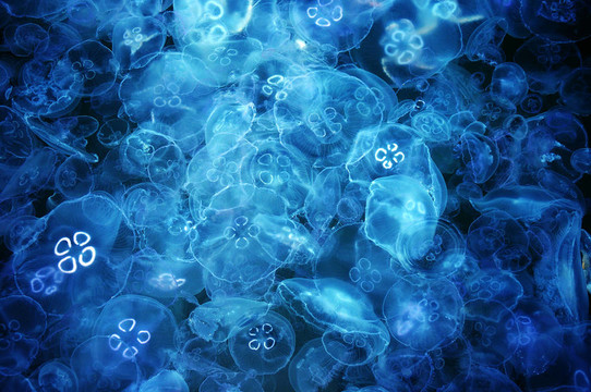 水母