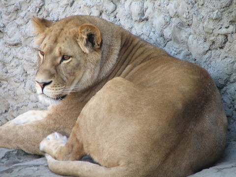 獅子休息
