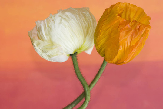 罌粟花