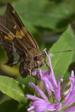Gray Hairstreak Butterfly（Strymon melinus）