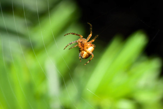 女Cobweb Spider