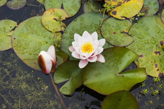 水百合
