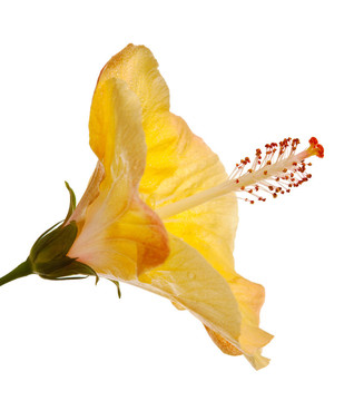 木槿花