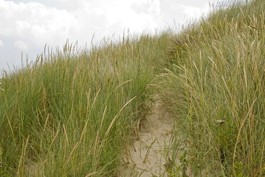 dunegrass