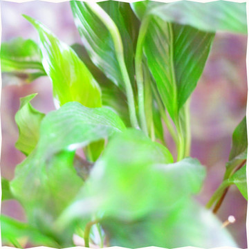 摘要植物