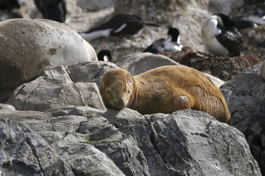 南美海狗（學名Arctocephalus australis）