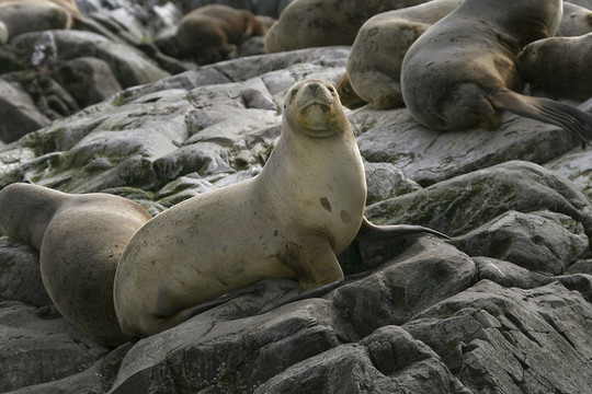 南美海狗（學名Arctocephalus australis）