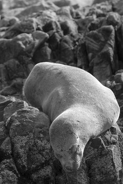 南美海狗（學名Arctocephalus australis）