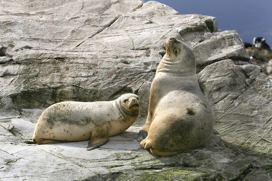 南美海狗（學名Arctocephalus australis）