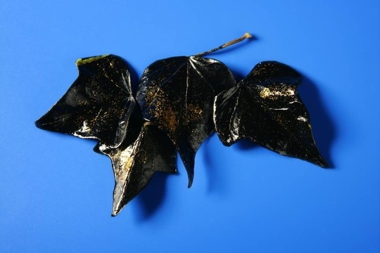金色閃光的黑色樹葉