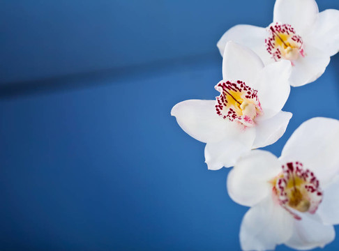 白蘭花