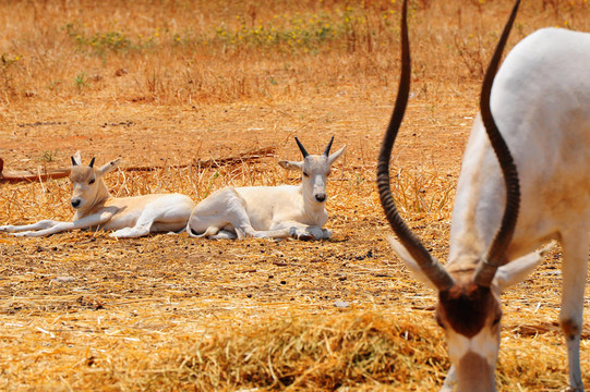 Addax