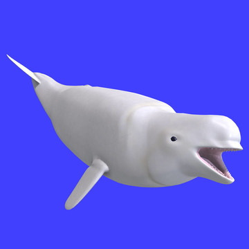 雌性白鯨whitle