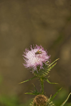 飛薊花