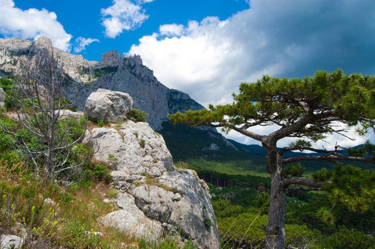 AI Petri山
