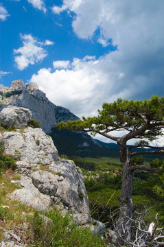 AI Petri山