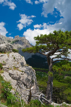 AI Petri山