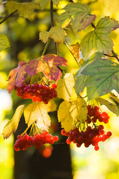 Guelder Rose和雪球樹