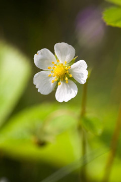 野草莓花