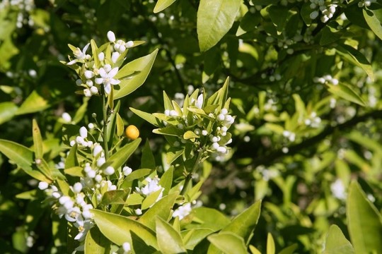 春季橙花