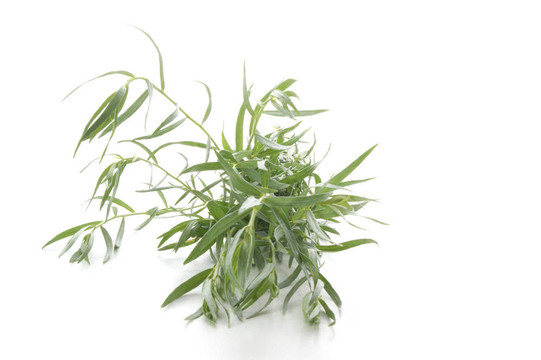 龍蒿作為香料使用的每一個(gè)廚房