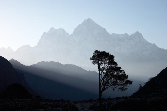 日出時的孤獨樹；Himalayas；尼泊爾