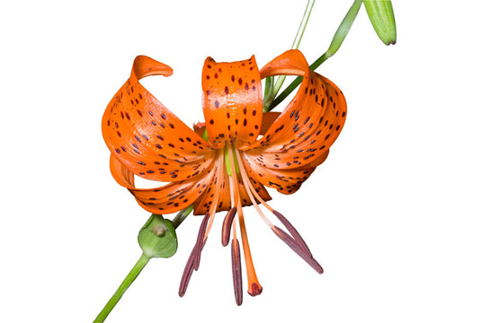 莉莉（百合pseudotigrinum）1