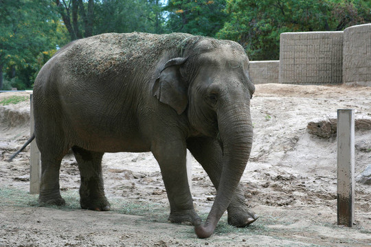 大象在動物園
