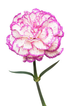 粉紅色的花