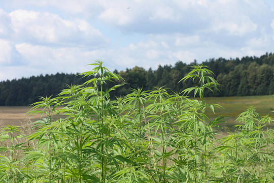 大麻場(chǎng)