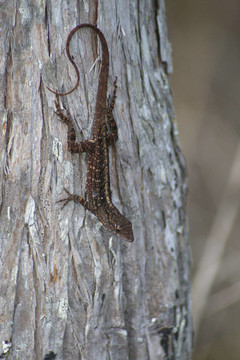 Anole Lizard在樹上