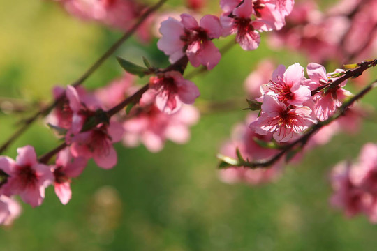 櫻花