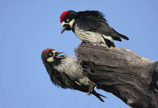 橡子啄木鳥（Melanerpes formicivorus）