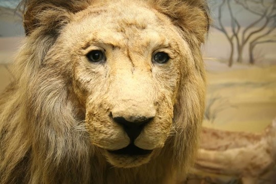 獅子