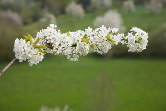 蘋果花