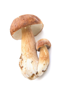 蘑菇