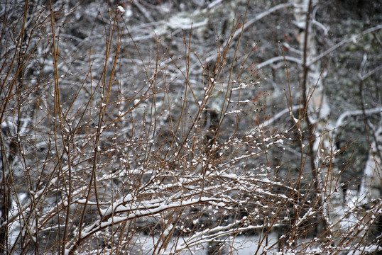 森林里覆蓋著雪花，樹枝上飄落著雪花。