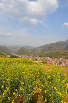 油菜花開