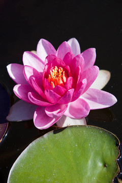 水百合