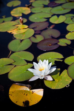 水百合