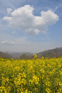 油菜花開
