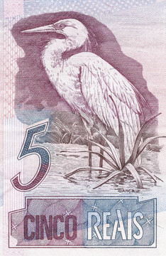 大白鷺（Ardea alba）5日從巴西真正的鈔票